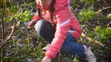 Kız çayırda mavi kardelen toplar