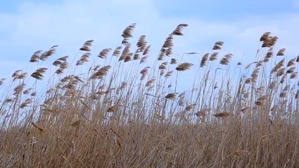 Droog gras in de lente — Stockvideo