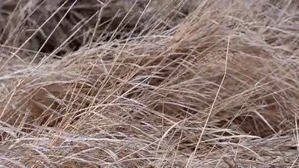 Torrt gräs svajar i vinden — Stockvideo