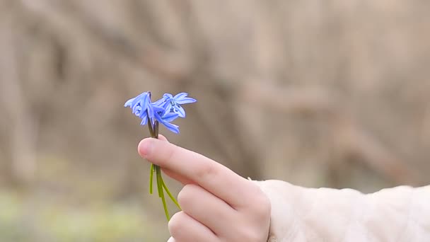 Belles fleurs de chute de neige dans leurs mains — Video