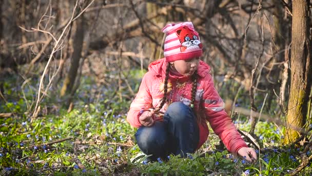 Mädchen sammelt blaue Schneeglöckchen auf der Wiese — Stockvideo
