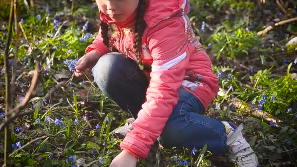 Girl collects blue snowdrops in the meadow — Stock Video