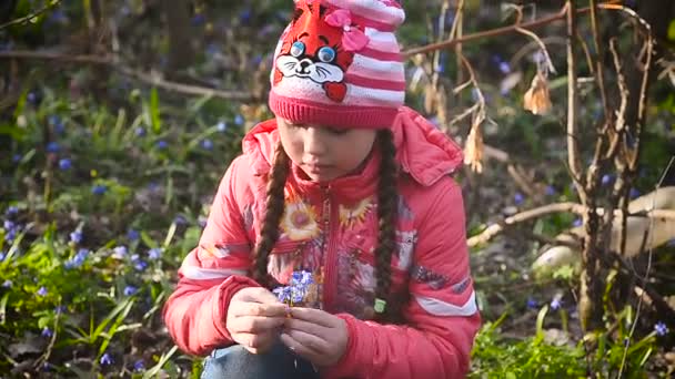 Meisje verzamelt blauwe sneeuwklokjes in de weide — Stockvideo