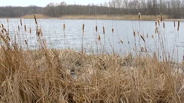 Reeds swaying in the wind — Stock Video