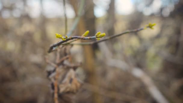 Весняне ніжне листя, бутони та гілки — стокове відео