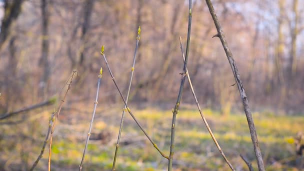 Wiosną delikatne liście, pąki i gałęzie — Wideo stockowe