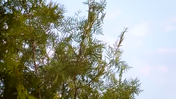 Plantas de coníferas Thuja — Vídeo de stock