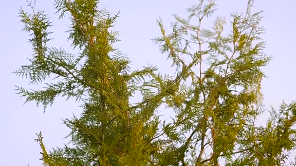 Coniferen planten Thuja — Stockvideo