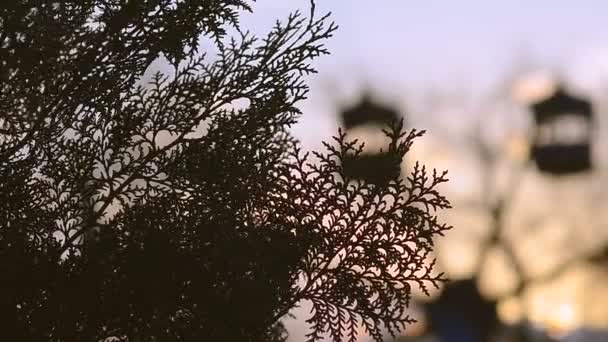 Rueda de la fortuna al atardecer y árbol Thuja — Vídeos de Stock