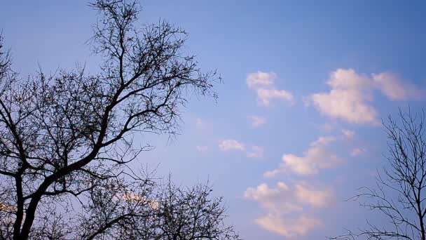 Árbol nocturno contra el cielo despejado — Vídeo de stock