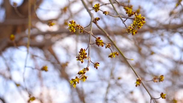 Brotes de arce en una rama de árbol — Vídeos de Stock