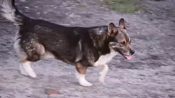 Perro corriendo en la carretera de asfalto — Vídeos de Stock