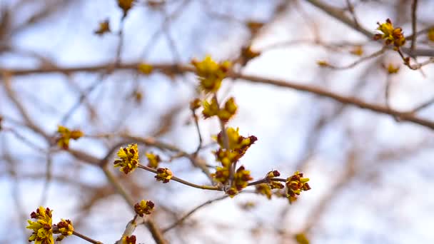 Maple Buds on a tree branch — Stock Video