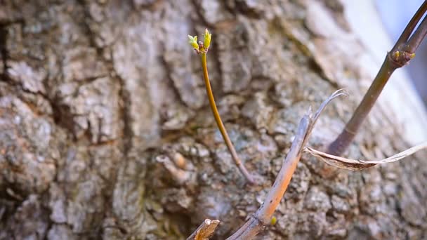 Brotes jóvenes en una rama de árbol en la primavera — Vídeo de stock