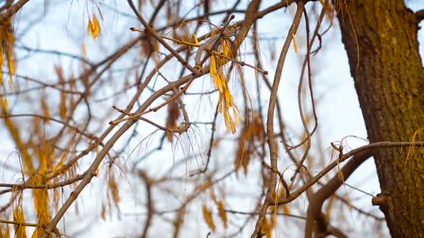 Helikopter ash tree zwaaiend in de wind — Stockvideo