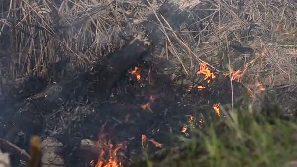 Arson dry grass dangerous — Stock Video