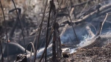 Kuru ot ormandaki yanan