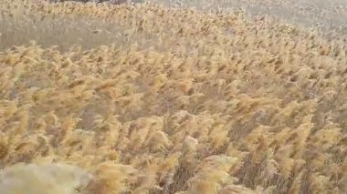 rüzgarda sallanan reed