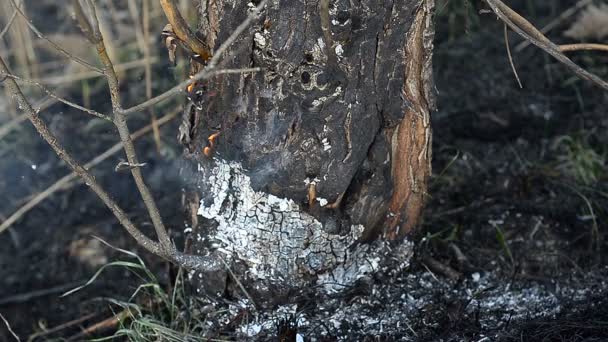 Quemando leña en el fuego — Vídeos de Stock