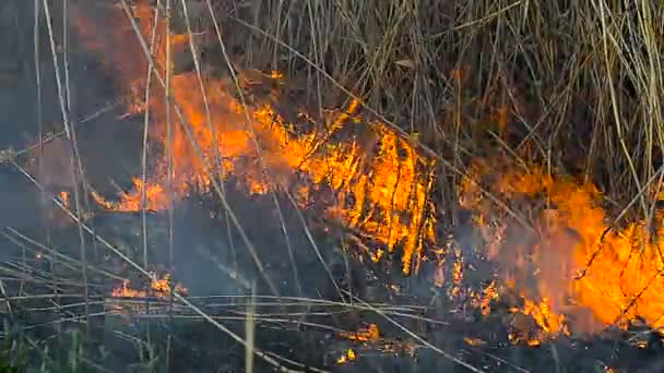 Herbe sèche dans le champ en feu 
