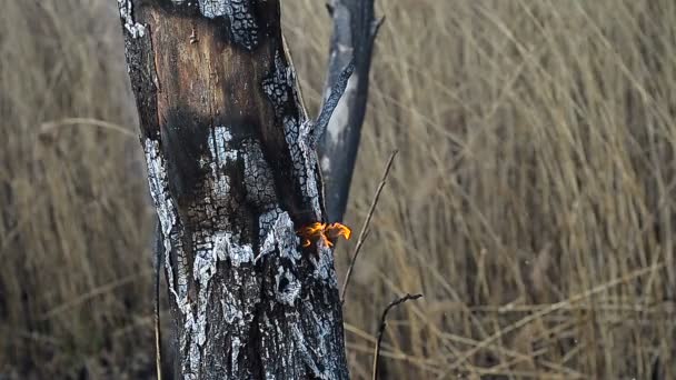 Sazlık arka plan üzerinde yanan odun — Stok video