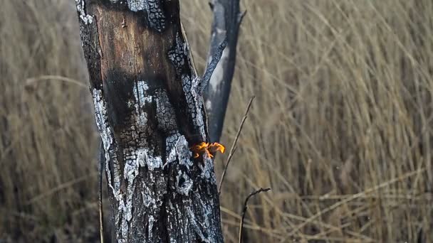 Madera ardiendo en el fondo de las cañas — Vídeos de Stock