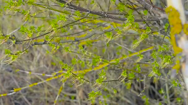 Árbol de arce a principios de primavera — Vídeos de Stock