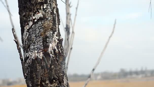 Árbol ardiendo contra un cielo azul — Vídeos de Stock