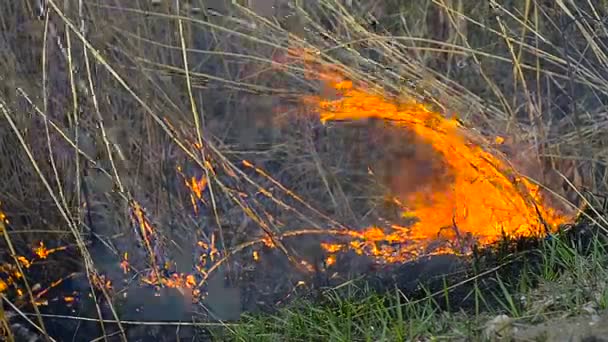 Torrt gräs i fältet i brand — Stockvideo