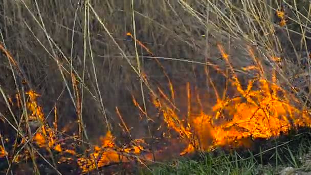 Trockenes Gras auf dem Feld in Flammen — Stockvideo