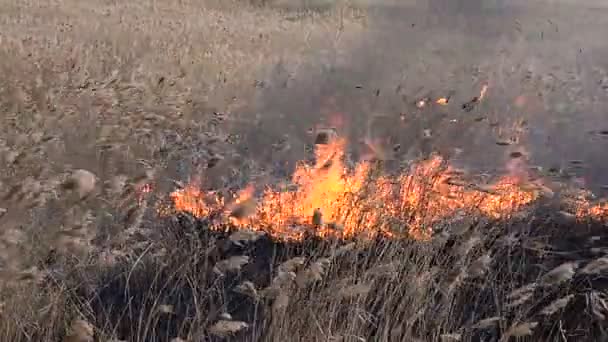 Arson dry grass dangerous — Stock Video