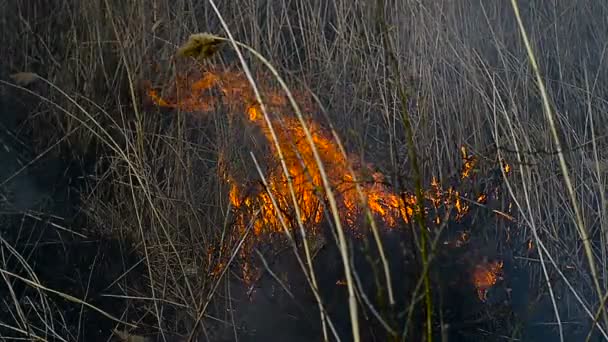 Сухая трава в поле в огне — стоковое видео