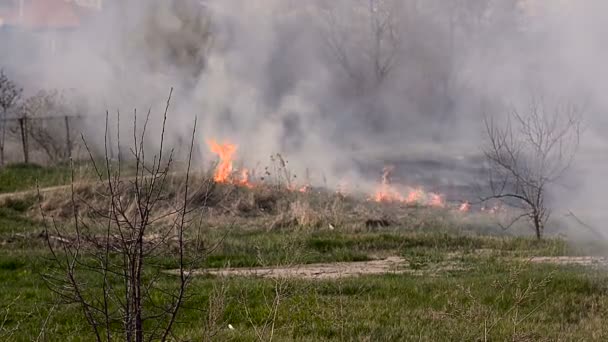 Feu nourri dans un champ 