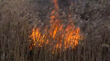 Kundakçılık kuru ot tehlikeli