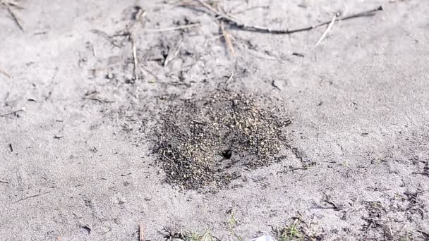 Hormiga en el camino en el bosque — Vídeo de stock