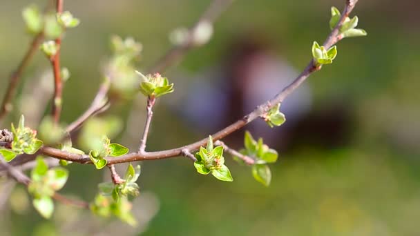 Foglie verdi su un ramo di albero nella primavera — Video Stock