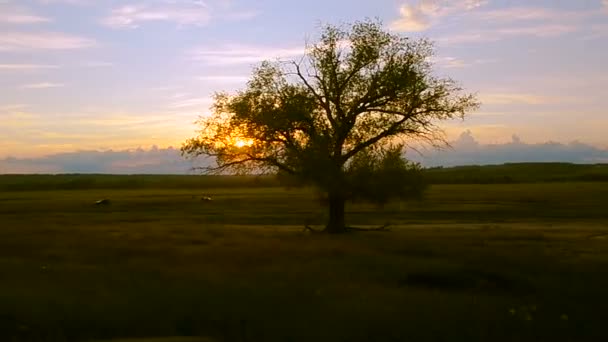 Árbol grande sobre fondo del atardecer — Vídeo de stock