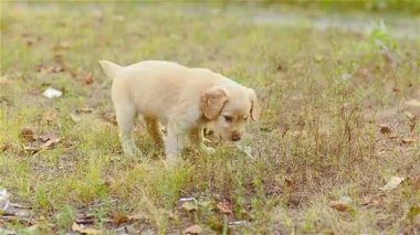 Köpek yavrusu bir yaprak dişlerde taşımaktadır.