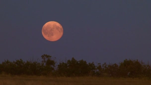 Το στρογγυλό φεγγάρι ανεβαίνει γρήγορα — Αρχείο Βίντεο