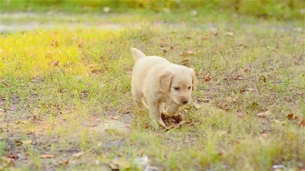 Cachorro lleva una hoja en los dientes — Vídeo de stock