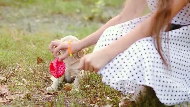 Grl speelt met een puppy op de weg. — Stockvideo