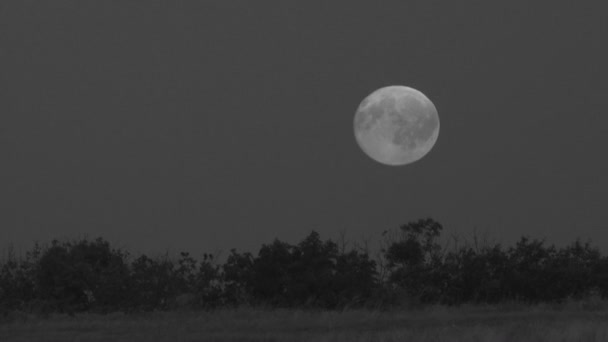 Runda månen stiger snabbt — Stockvideo