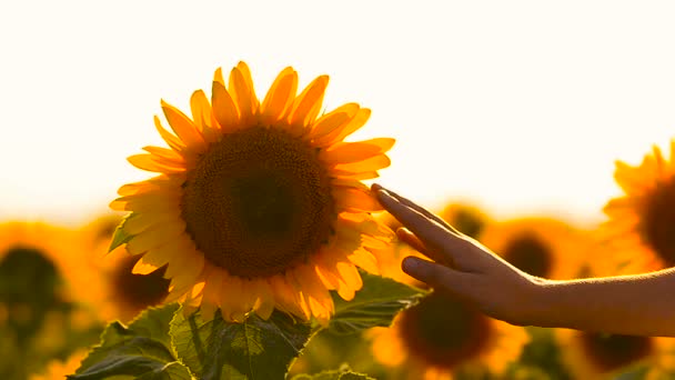 Mädchen streichelt eine goldene Sonnenblume — Stockvideo