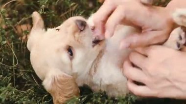 Köpek yavrusu öfke için çalışıyor alay