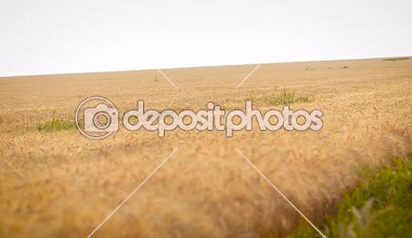 Buğday gökyüzü arka planı alanıyla