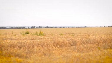 Buğday gökyüzü arka planı alanıyla