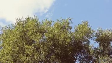 Ağaçlar gökyüzüne karşı