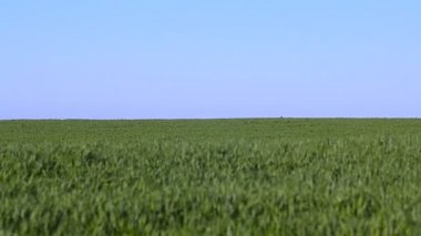 Yeşil kış rüzgarda sallanan buğday