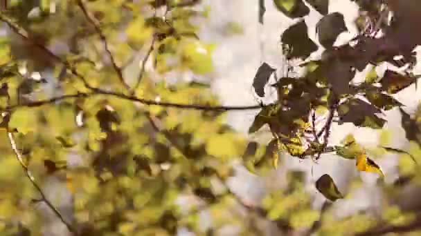 Деревья шелестят листьями на ветру — стоковое видео