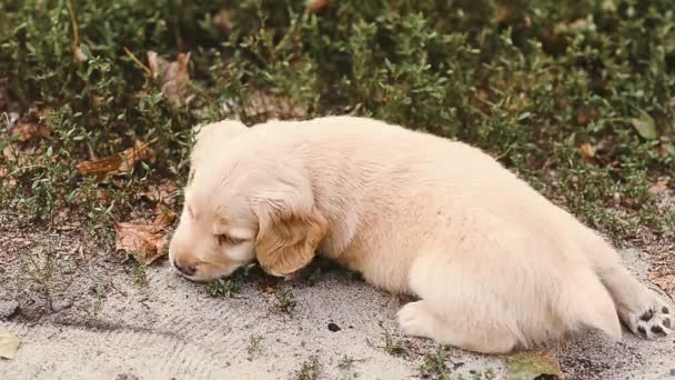 Filhote de cachorro tem um resto em uma grama verde — Vídeo de Stock